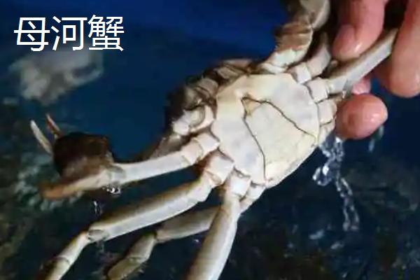 盘锦河蟹怎么储存，活蟹和熟蟹的储存方法不同