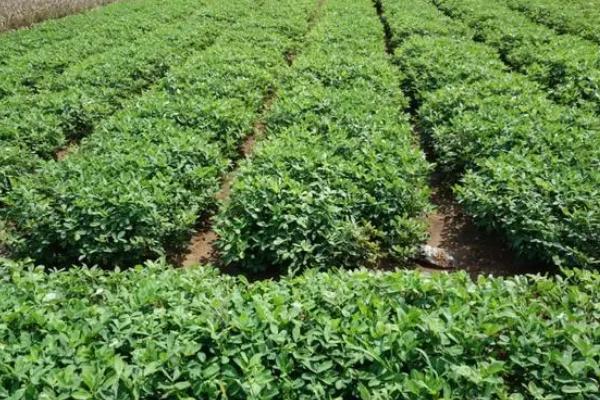 花生的种植时间，一般为4-5月份