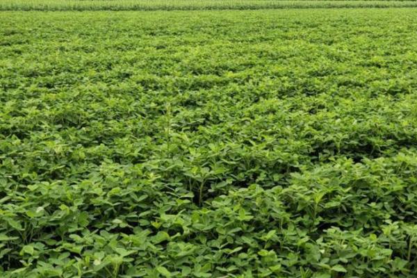 花生的种植时间，一般为4-5月份
