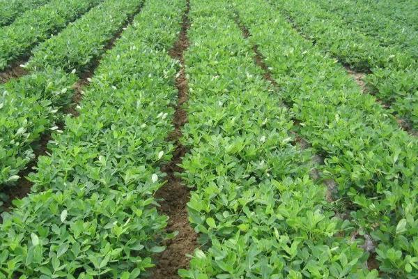 花生的种植时间，一般为4-5月份