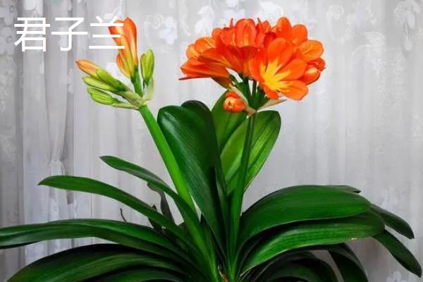吉祥花是指什么植物，通常指君子兰和虎皮兰等花卉