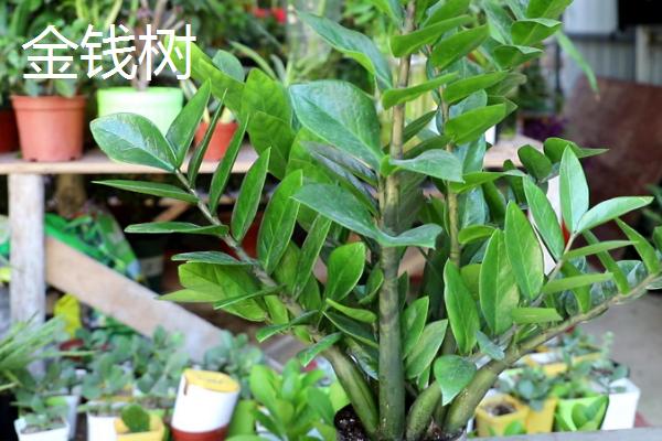吉祥花是指什么植物，通常指君子兰和虎皮兰等花卉
