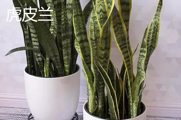 吉祥花是指什么植物，通常指君子兰和虎皮兰等花卉