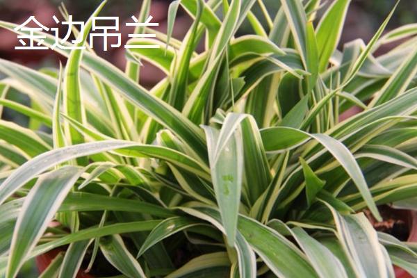 吉祥花是指什么植物，通常指君子兰和虎皮兰等花卉