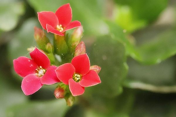 吉祥花是指什么植物，通常指君子兰和虎皮兰等花卉