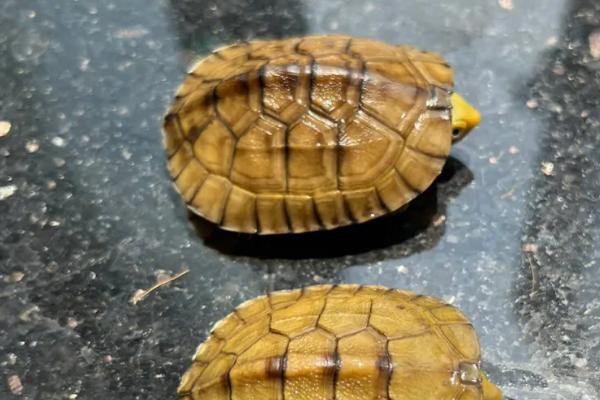 金头龟好不好养，难度适中不适合新手