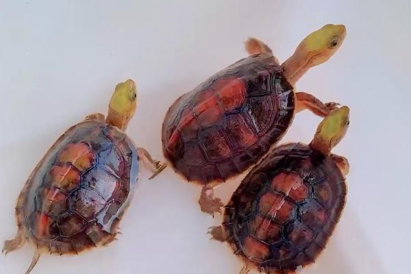 金头龟好不好养，难度适中不适合新手