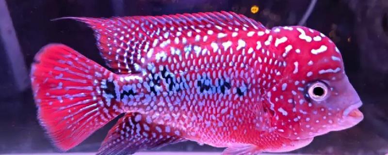 2cm的罗汉鱼苗怎么养