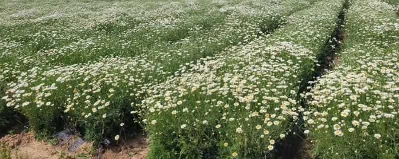 除虫菊怎么种植