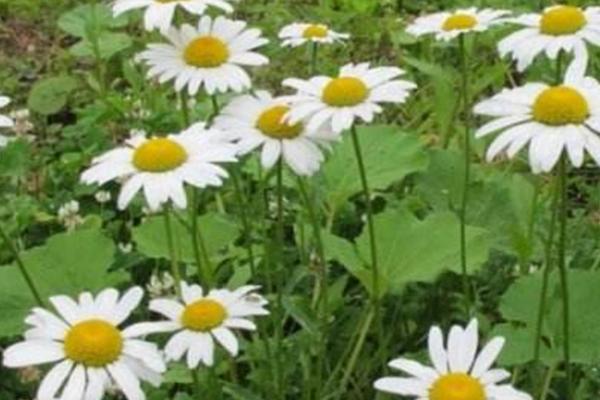 除虫菊怎么种植，将茎切断后再插入土内、然后覆草保湿即可