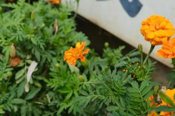 除虫菊怎么种植，将茎切断后再插入土内、然后覆草保湿即可