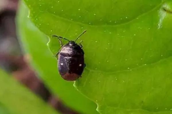 双斑萤叶甲介绍，幼虫主要危害杂草和豆科植物的根系