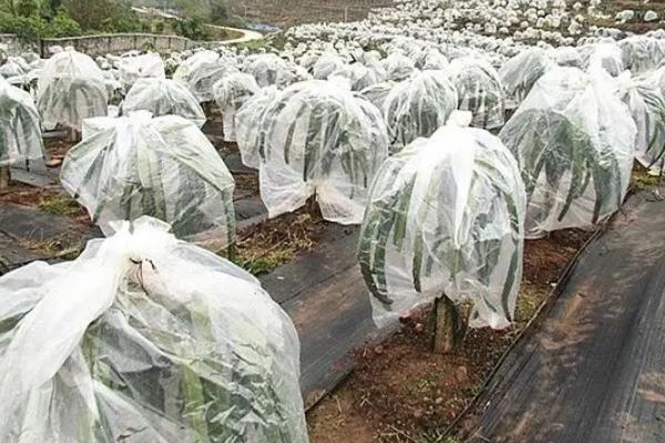 植物抗寒防冻膜有用吗，低温时能起到明显调控作用