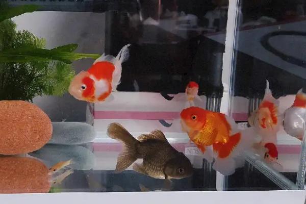 鱼身上出现白色絮状物如何处理，需及时换水升温、用含碘消毒剂浸泡病鱼