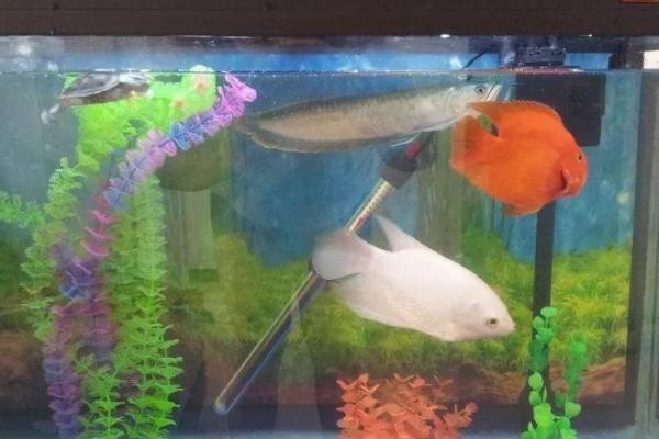 鱼身上出现白色絮状物如何处理，需及时换水升温、用含碘消毒剂浸泡病鱼