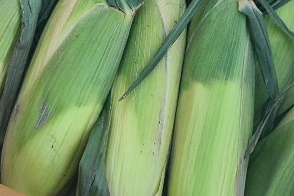 甜玉米可以制成哪些产品，可用来制做罐头、饮料等食品