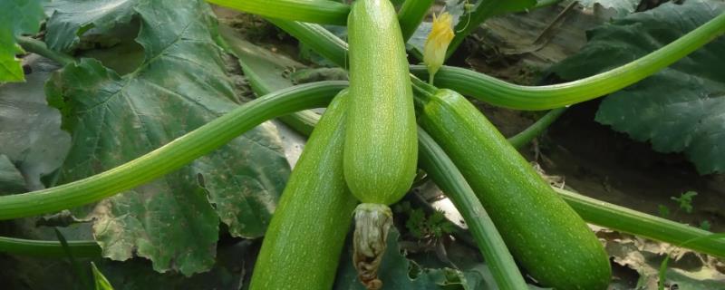 西葫芦无公害种植方法
