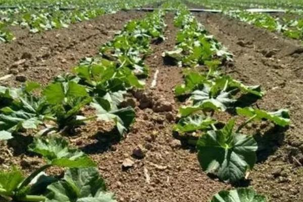 西葫芦无公害种植方法，保护地栽培可进行嫁接育苗
