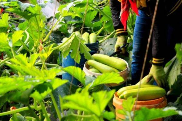 西葫芦无公害种植方法，保护地栽培可进行嫁接育苗