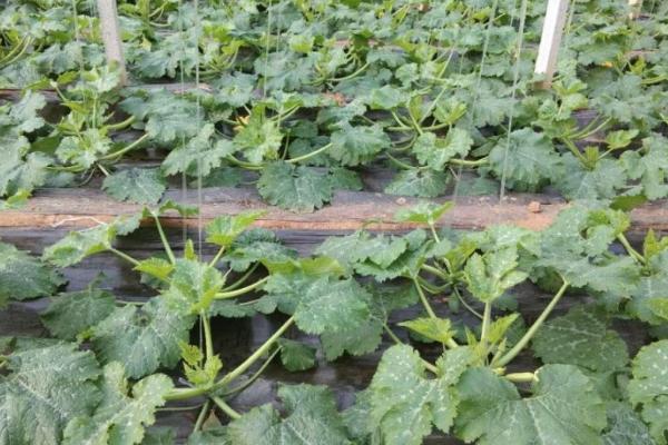 西葫芦无公害种植方法，保护地栽培可进行嫁接育苗