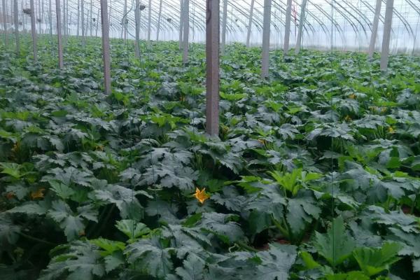 西葫芦无公害种植方法，保护地栽培可进行嫁接育苗