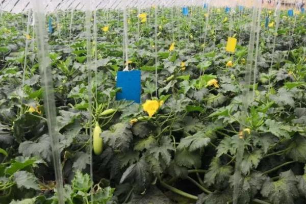 西葫芦无公害种植方法，保护地栽培可进行嫁接育苗