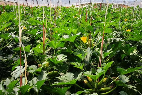 西葫芦无公害种植方法，保护地栽培可进行嫁接育苗