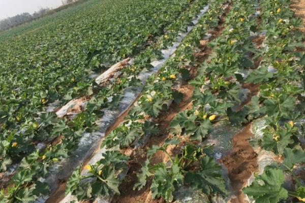西葫芦无公害种植方法，保护地栽培可进行嫁接育苗