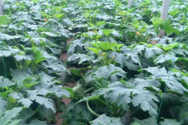 西葫芦无公害种植方法，保护地栽培可进行嫁接育苗