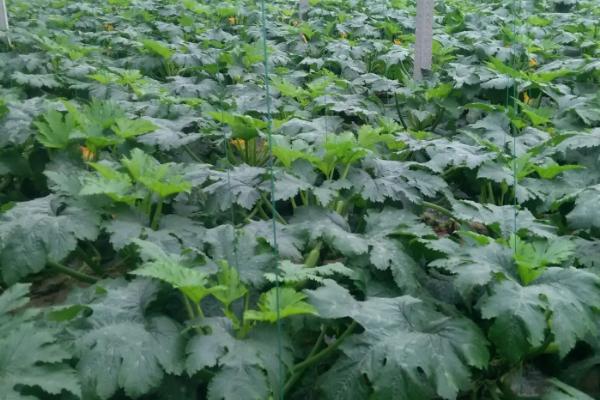西葫芦无公害种植方法，保护地栽培可进行嫁接育苗