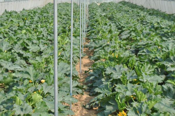 西葫芦无公害种植方法，保护地栽培可进行嫁接育苗