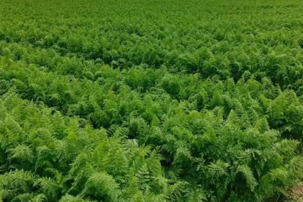 胡萝卜的种植方法，撒播后要覆盖肥土