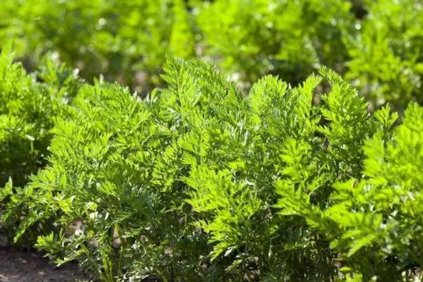 胡萝卜的种植方法，撒播后要覆盖肥土