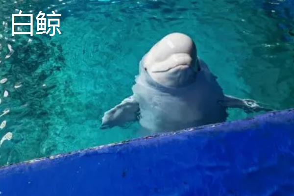 白鲸和海豚有什么区别，白鲸属于角鲸科、海豚属于海豚科