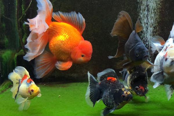 鱼鳞上有黑点是怎么回事，大概率是炸鳞