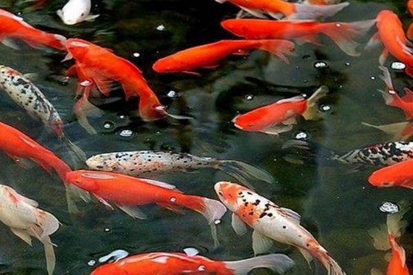 鱼鳞上有黑点是怎么回事，大概率是炸鳞