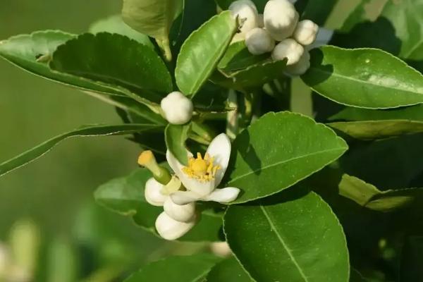 果树花芽分化要采取哪些措施，秋季喷施乙烯利有助花芽形成