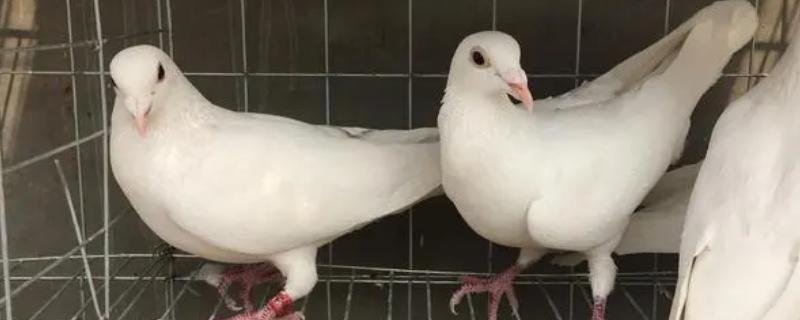 鸽子一窝能产多少蛋