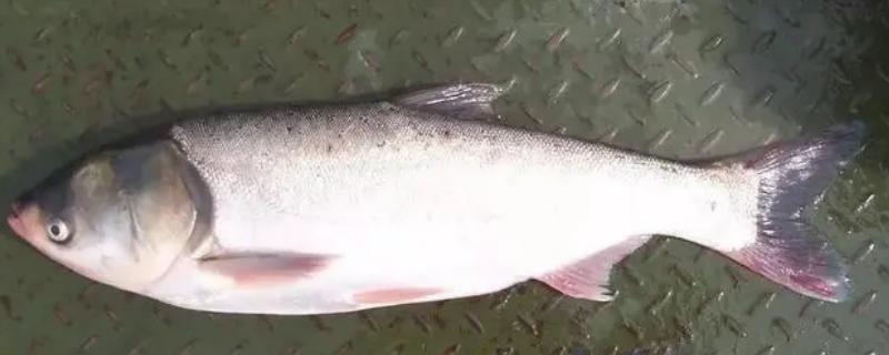 深秋钓鲢鳙的效果
