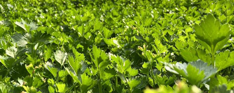 肥料对于蔬菜的重要性