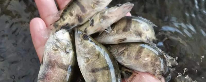 桂鱼有没有鱼鳞和牙齿