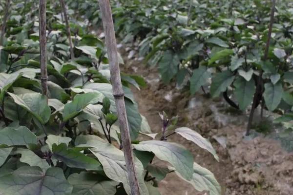 茄子灰霉病怎么防治，可种植“承茄1号”等抗病品种