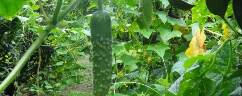 多菌灵的正确使用方法