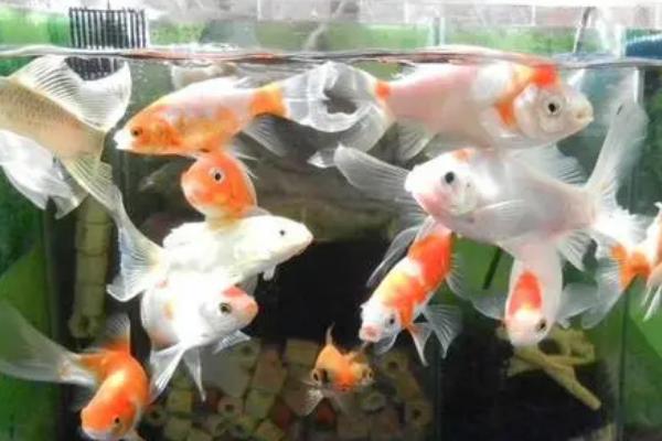 草金鱼能不能和孔雀鱼混养，一起饲养容易引发不良后果