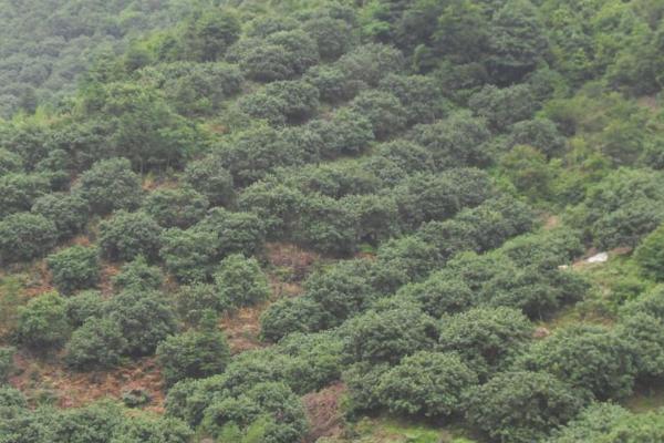 杨梅种植方法，不宜在北方种植