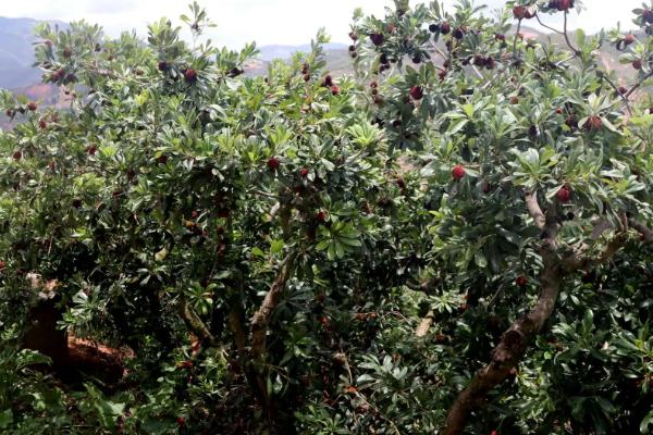 杨梅种植方法，不宜在北方种植