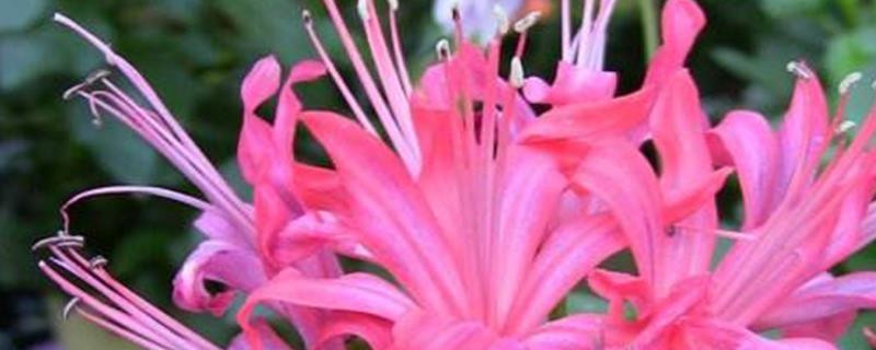娜丽花的花语