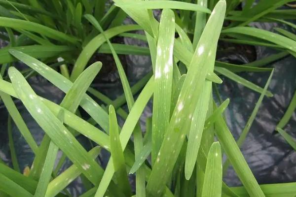 棚室韭菜怎么防治灰霉病，增施磷钾肥可提高抗病能力