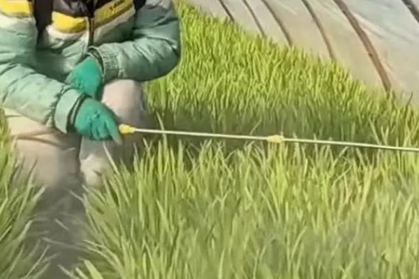 棚室韭菜怎么防治灰霉病，增施磷钾肥可提高抗病能力