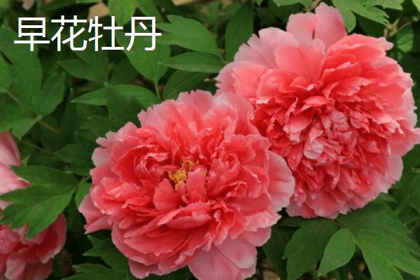 洛阳牡丹几月份开花，分为早花、中花和晚花